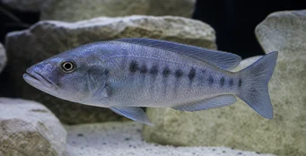 Tyrannochromis macrostoma Macrostoma tirannocromis