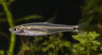 Tyttocharax atopodus Bustache Tetra