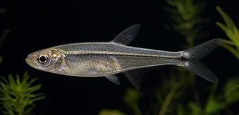 Xenagoniates bondi (Tetra di vetro con fronte dorato)