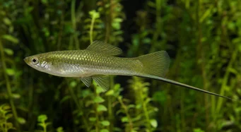 Xiphophorus helleri Titolare della scuola (XIPHO)