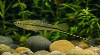 Xiphophorus montezumae (Titolare della spada Montezuma)