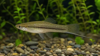 Xiphophorus neuzalanahotl Spada macchiata