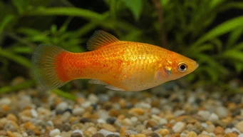 Xiphorus maculatus Xipho Green o Xipho Wild