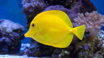 Zebrasoma flavescens (Chirurgo giallo)