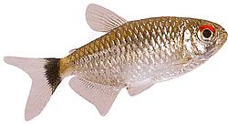 Moenkhausia oligolepis (Moenkhausia con gli occhi rossi)
