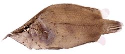 Monocirrhus polyacanthus (Pompiere)