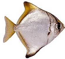 Monodactylus argenteus (Pesce luna)