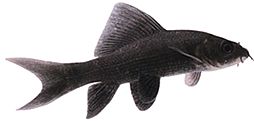 Morulius chrysophekadion (Labéo nero)