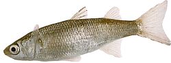 Mugil labrosus (Muli con labbra grandi)