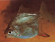 Myleus rubripinnis rubripinnis (Metynnis con un gancio rosso)