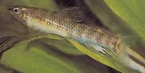 Nannocharax fasciatus Pesce africano a strisce