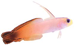 Nemateleotris magnifica (Fuoco Gobie)