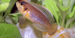 Neolamprologus ocellatus Ocellatus