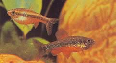 Neolebias ansorgii (Charain de Ansorge, Rouge du Camerun)