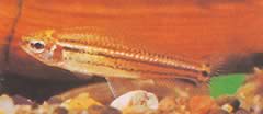 Neolebias trilineatus Africano Charain con tre bande