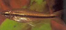 Neolebias unifasciatus Neolebias nero, africano personaggio di una band
