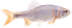 Notropis lutrensis (Ide americano con pinne rosse)