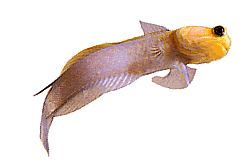 Opistognathus aurifrons (Opistognathe a Front Doré)