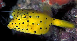 Ostracion cubicus (Giallo)
