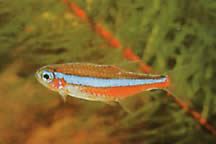 Paracheirodon simulans Neon blu