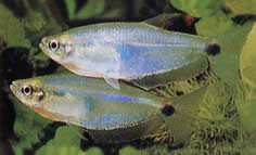 Paragoniates alburnus (Tetra di vetro blu, Tetra-Pasca)