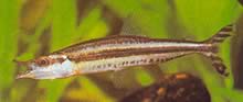 Paraphago rostratus Phago a strisce