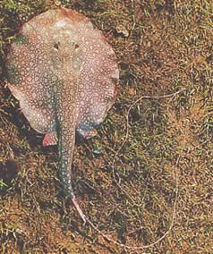 Paratrygon orbicularis (Linea orbicolare)