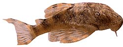 Peckoltia pulcher Battaglia nana pesce gatto
