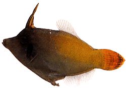 Pervagor melanocephalus