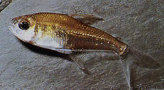 Phenacogaster megalostictus Tetra di vetro di grande macchia