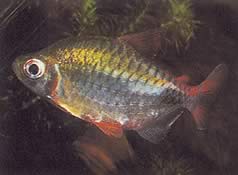Phenacogrammus altus (TETRA HIGH CONGO)