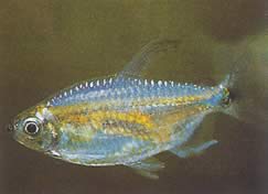 Phenacogrammus Congo II Tetra du Congo Lemon