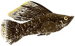 Poecilia latipinna (Molly velo)