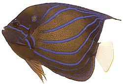 Pomacanthus annularis Anello di pesce