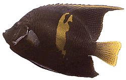 Pomacanthus maculosus Pesce angelo in croissant