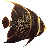 Pomacanthus paru (Angelo francese)