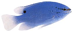 Pomacentrus caeruleus Signora blu-verde