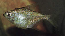 Poptella longipinnis Fins lunghe tetra
