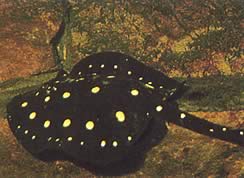 Potamotrygon henlei Linea di fuoco