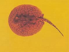 Potamotrygon laticeps Réie à aiguillon comune