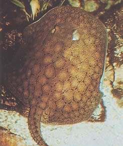 Potamotrygon reticulatus Linea di acqua dolce ricostruita