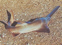 Pristis microdon Pesce scie settentrionale