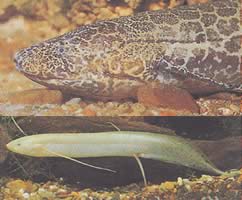Protopterus aethiopicus aethiopicus Prototopter Etiopia