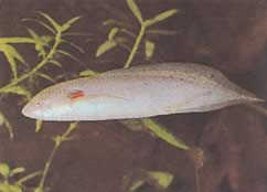 Protopterus annectens annectens Africano dipneuste