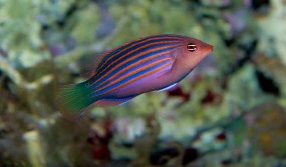 Pseudocheilinus hexataenia Labrum a sei linee