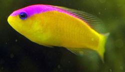 Pseudochromis diadema (Pseudochromis diadema)