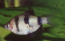 Puntius nigrofasciatus Barba della testa rossa, nigor barbuto