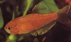 Rachoviscus crassiceps Charain con testa spessa, tetra d'oro