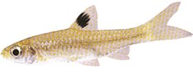 Rasbora dorsiocellata