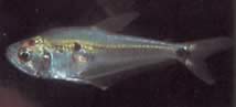 Roeboides dayi (Tetra di vetro)